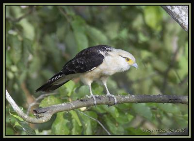 Yellow-headed-Caracara.jpg