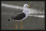 Band-tailed Gull  2