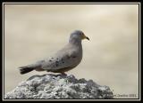 Croaking Ground-Dove 1