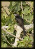 Groove-billed Ani