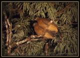 Nocturnal Curassow