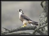 Peregrine