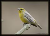 Raimondis Yellow-Finch