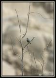 Slender-billed Finch 1