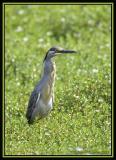 Striated Heron 2