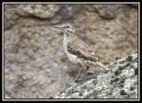 Thick-billed Miner 1