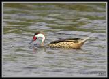 White-cheeked Pintail