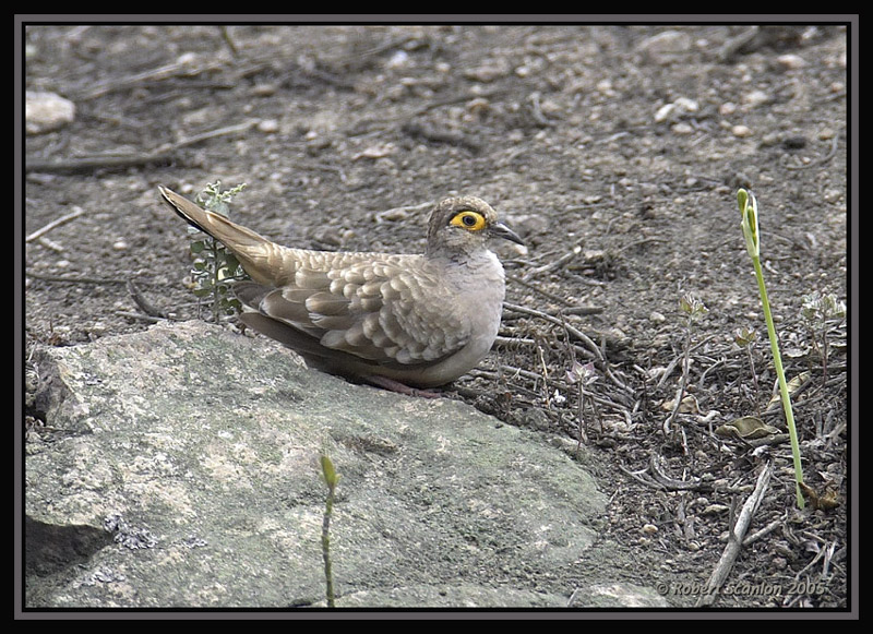 Bare-faced Ground-Dove 1