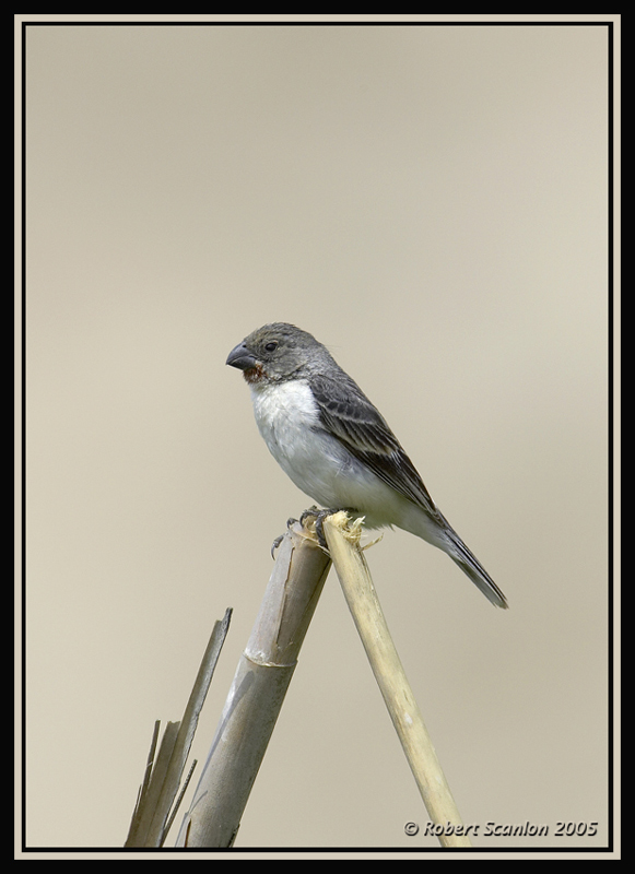 Chestnut-throated Seedeater