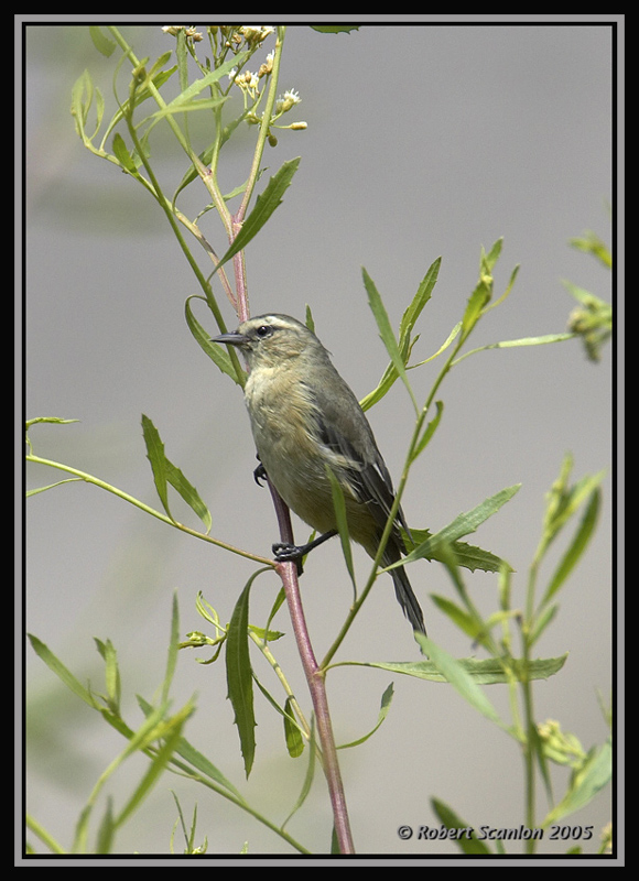 Cinereous Conebill 1