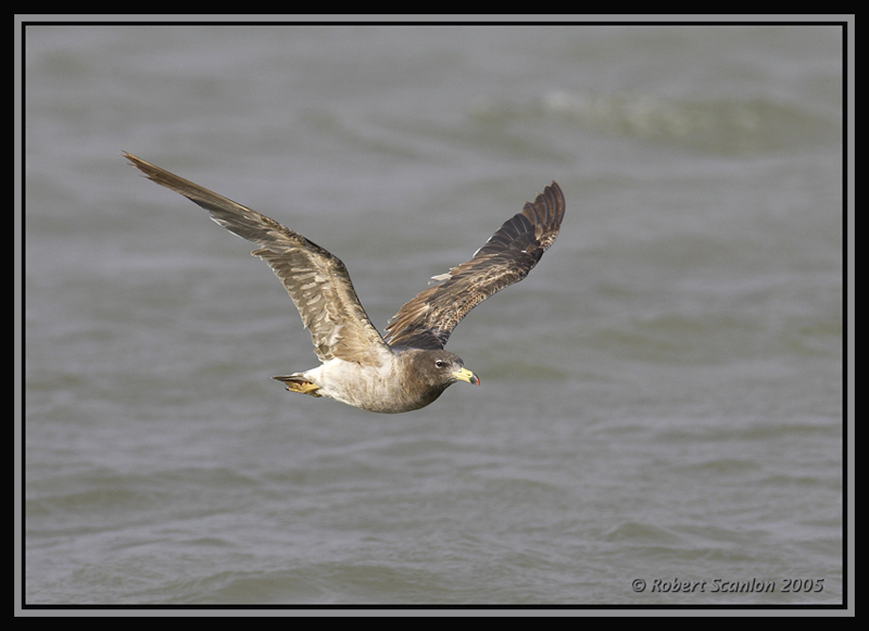 Band-tailed Gull  3