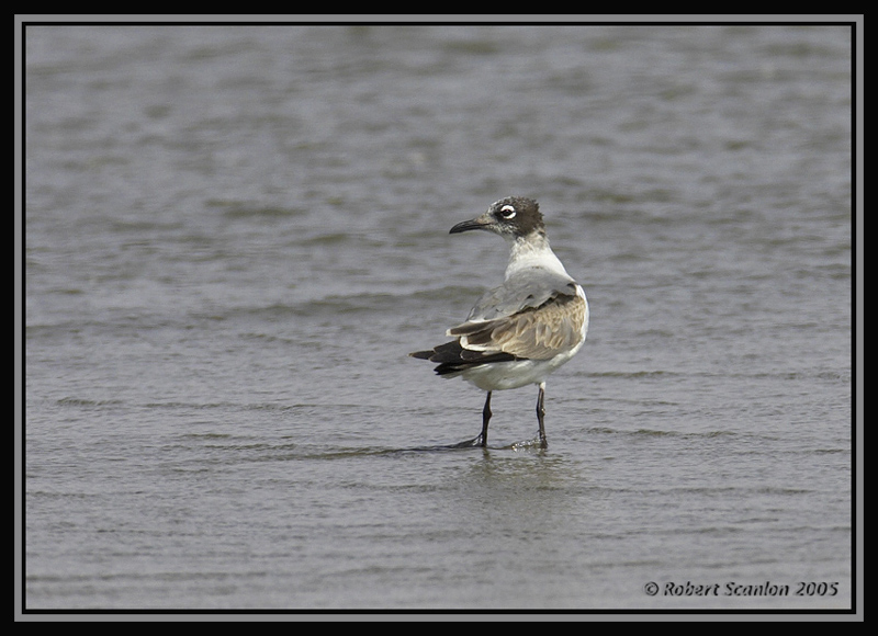 Laughing Gull