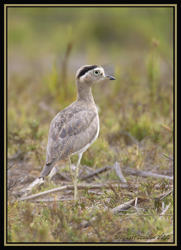 Peruvian Thick-knee 2