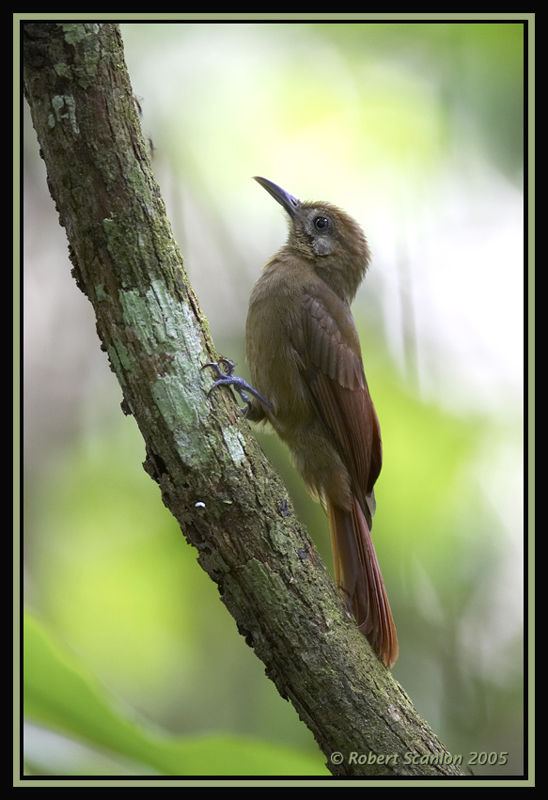 Plain-brown Woodcreeper 1