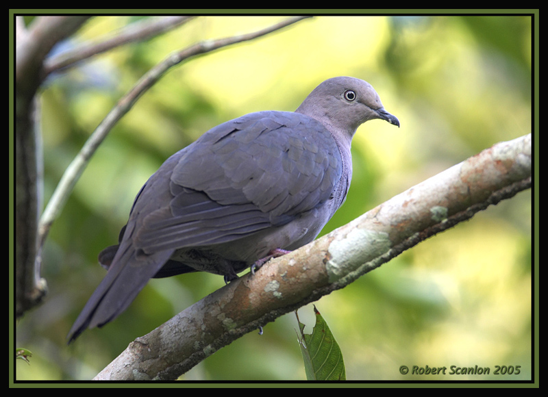 Plumbeous Pigeon