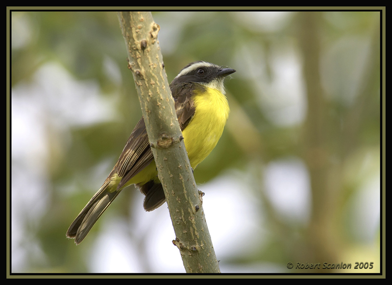 Social Flycatcher