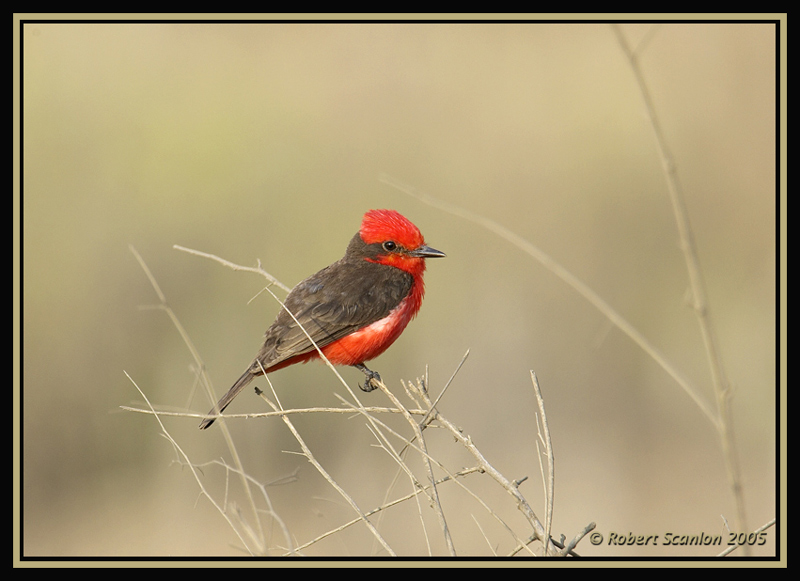 Vermillion Flycatcher