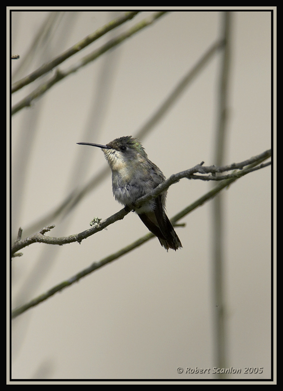  Peruvian Sheartail