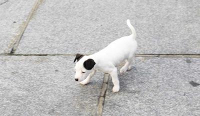 Jack Russell 9657