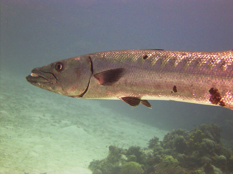 Barracuda by Michael DiMercurio Barracuda by Michael DiMercurio