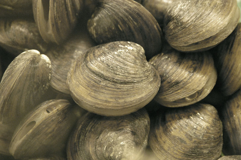 Clams 7929