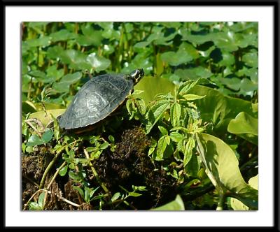 turtle.jpg