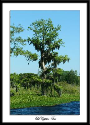 oldcypress.jpg