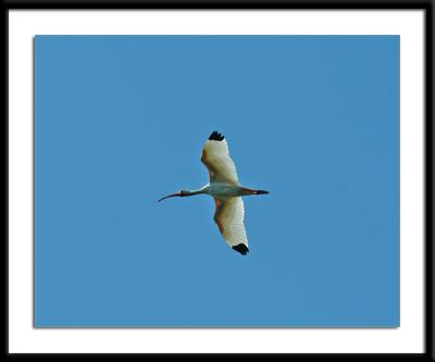 bird_filtered.jpg