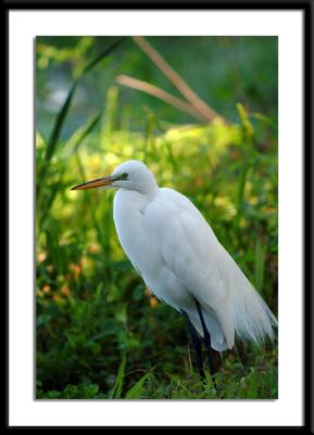 egret.jpg