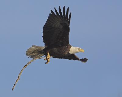 Eagle with Stick