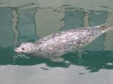 Vancouver Island, Victoria area boating dock, habour seal