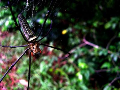 golden web spider