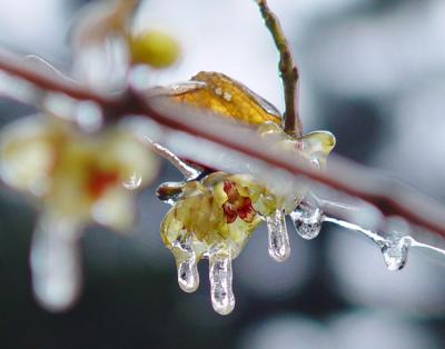 wintersweet,plum blossom-3