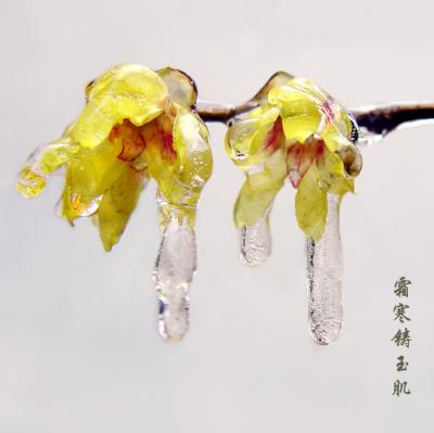 wintersweet,plum blossom-11-wintersweet