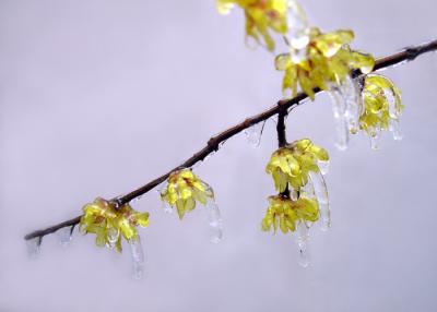 wintersweet,plum blossom-12