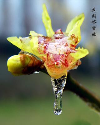 wintersweet,plum blossom-33