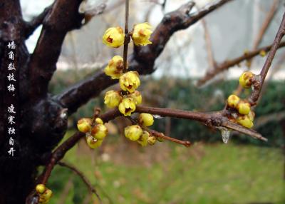 wintersweet,plum blossom-35 jz