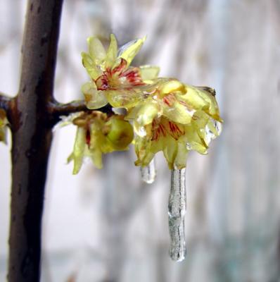 wintersweet,plum blossom- 339