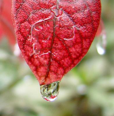 red leaf-1.jpg