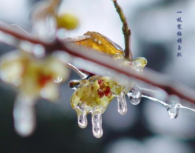 wintersweet,plum blossom-3