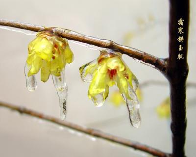 wintersweet,plum blossom-10