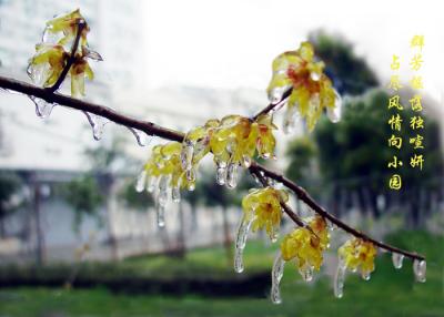 wintersweet,plum blossom-14
