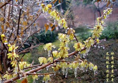 wintersweet,plum blossom-16