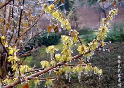 wintersweet,plum blossom-16