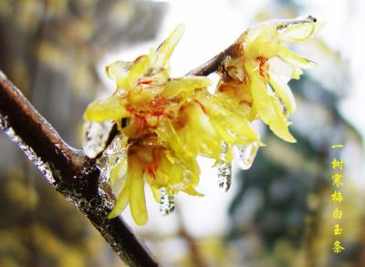 wintersweet,plum blossom-22 -