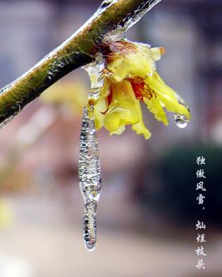 wintersweetp,lum blossom-32