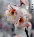 Plum Flower-1