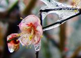 Plum Flower-4