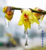 wintersweet,plum blossom-26