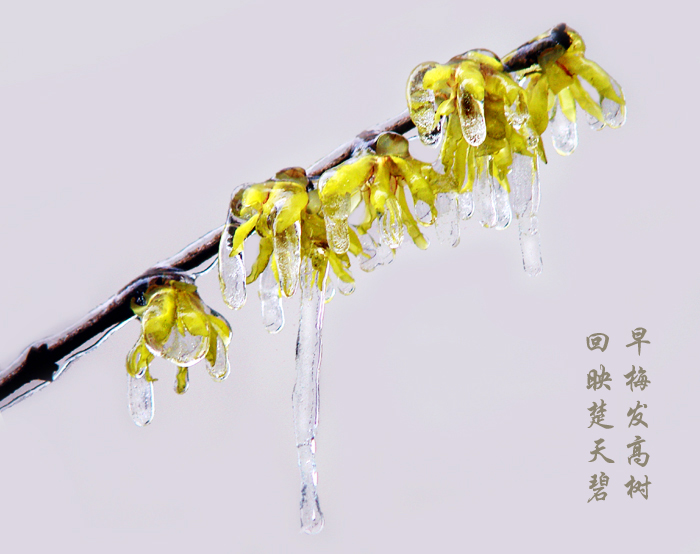 wintersweet,plum blossom-15